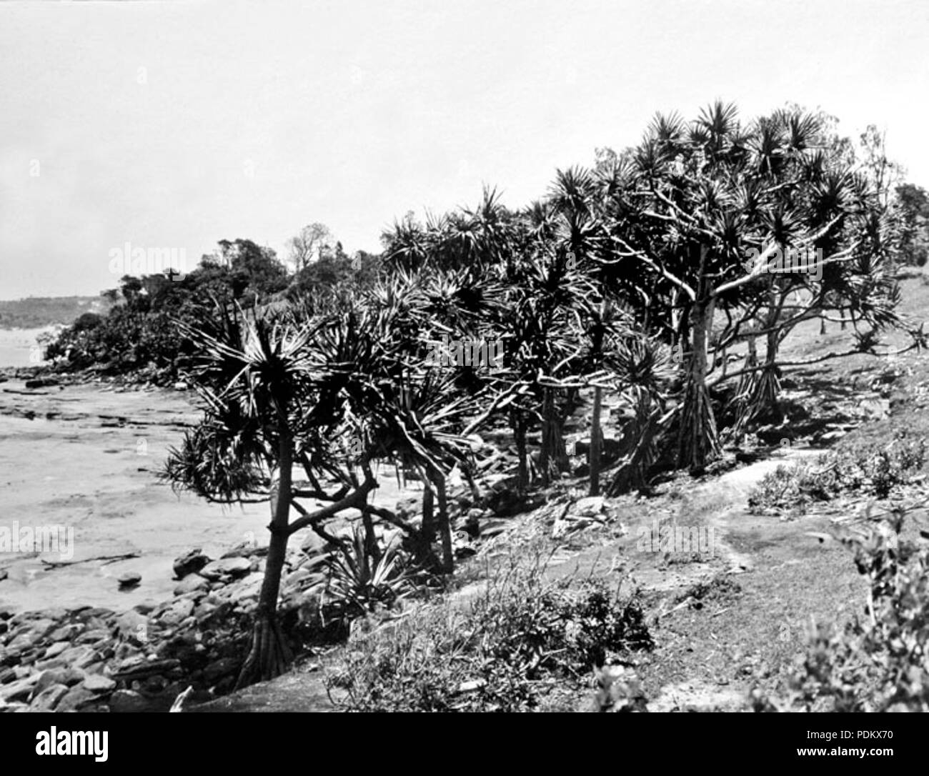 100 Queensland State Archives 1108 Pandanus Trees at Caloundra December 1930 Stock Photo