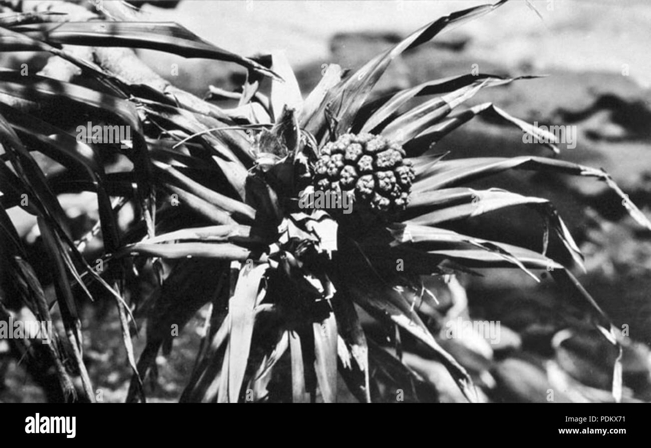 100 Queensland State Archives 1109 Pandanus Fruit at Caloundra December 1930 Stock Photo