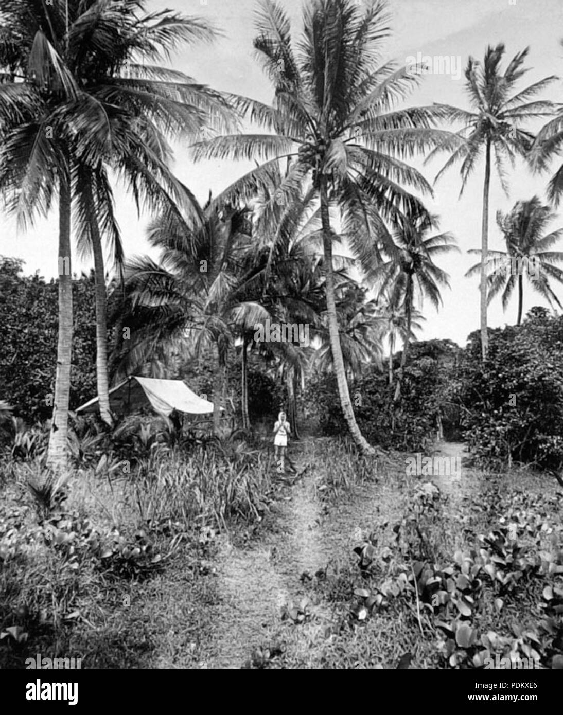 101 Queensland State Archives 1257 Coconut Palm Avenue Green Island c 1935 Stock Photo