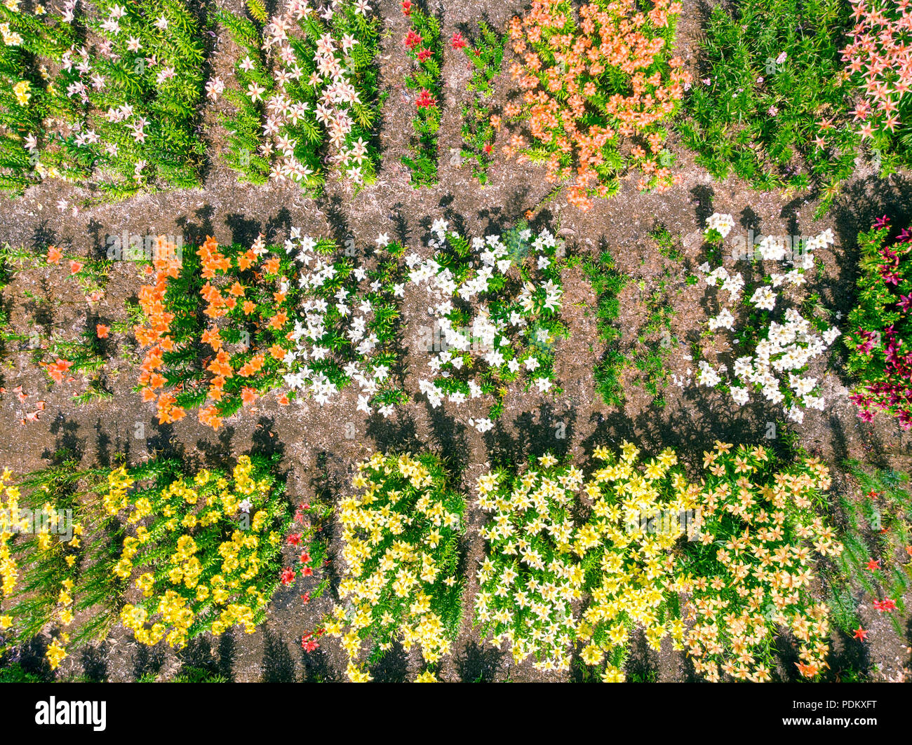 aerial view of colorful flower garden natural abstract pattern aerial aerial view of colorful flower garden natural abstract pattern aerial
