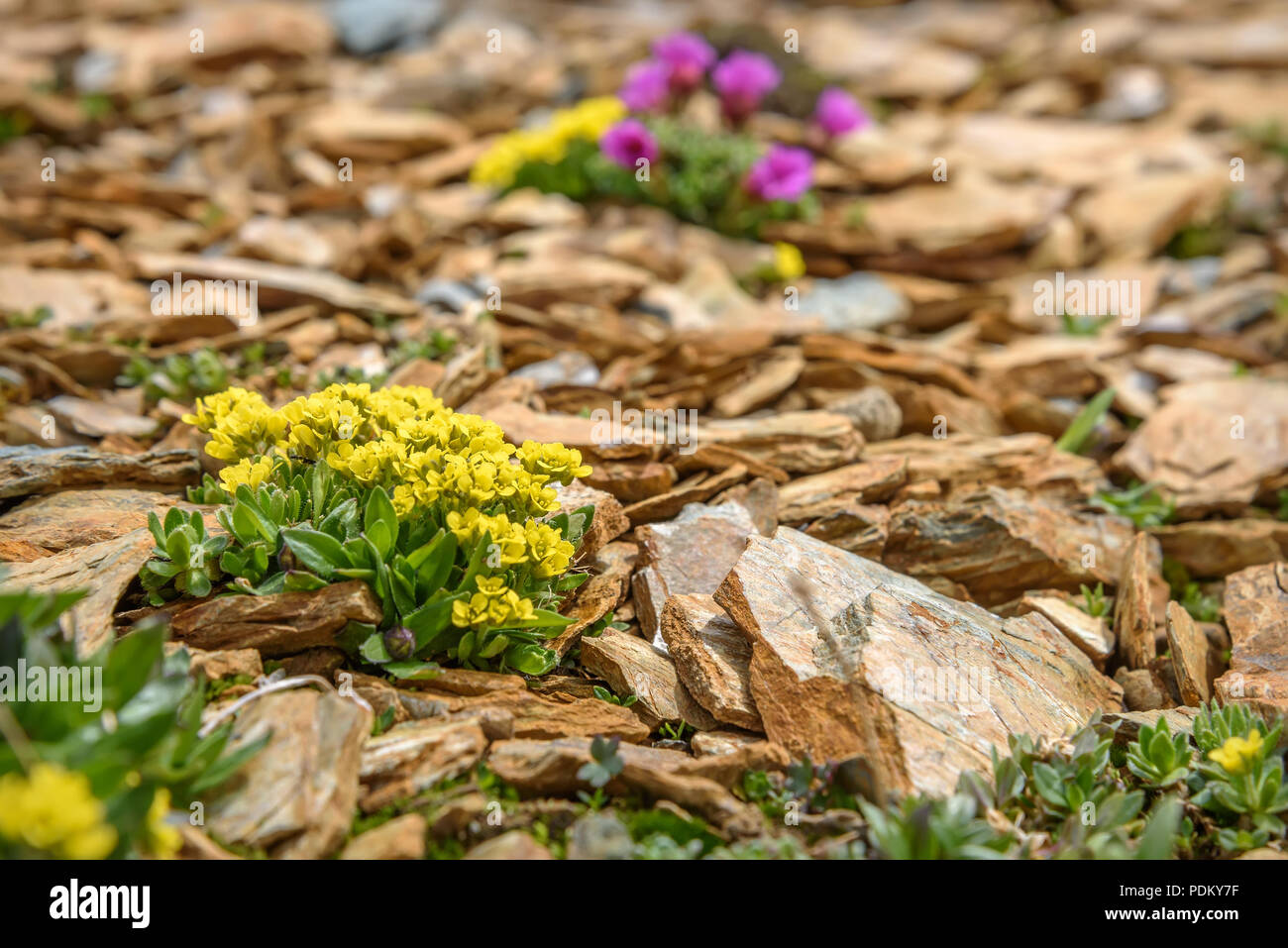 Beautiful yellow exotic saxifraga flowers (Saxifraga hirculus) growing on stones high in the mountains close up Stock Photo