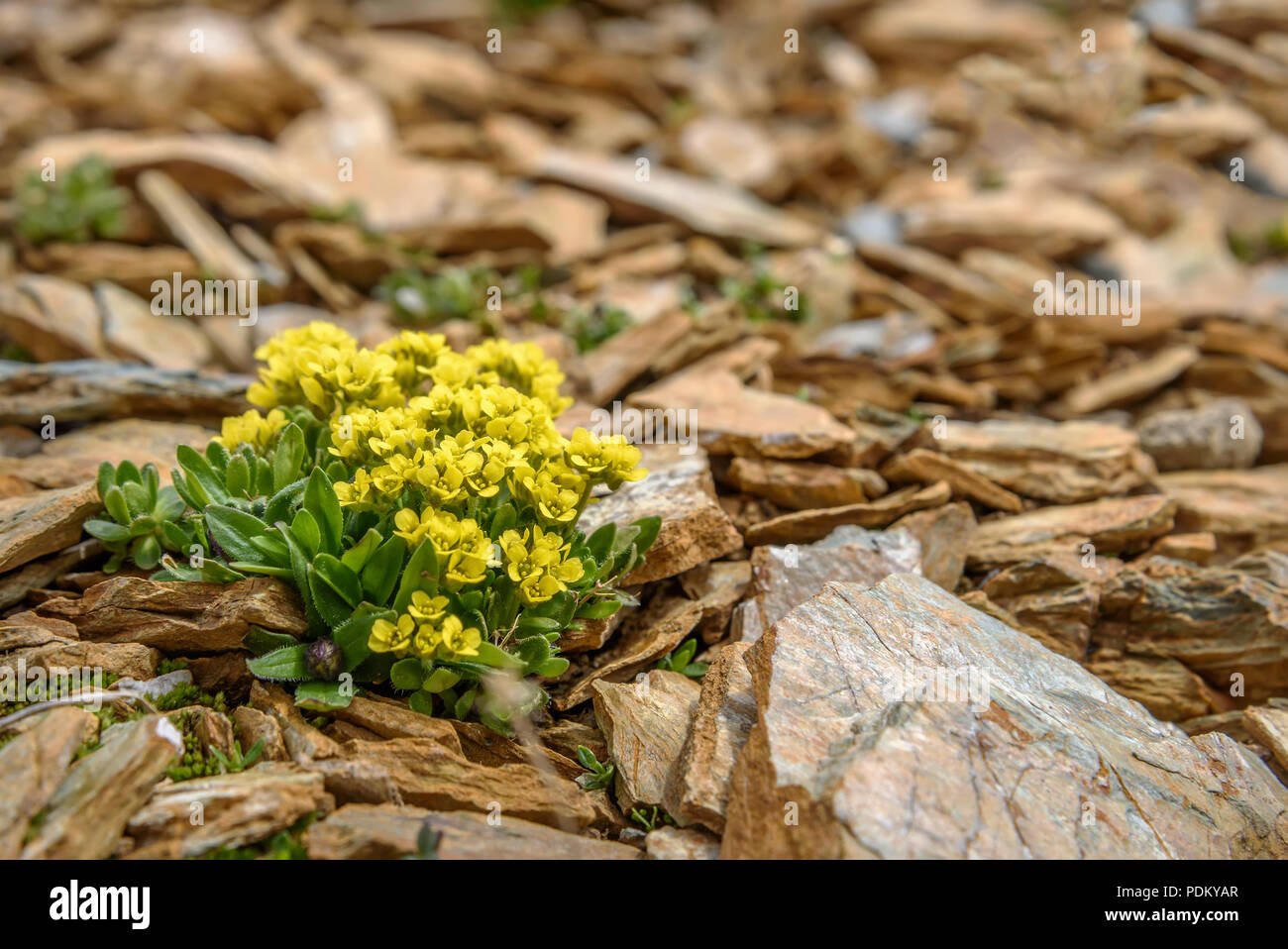 Beautiful yellow exotic saxifraga flowers (Saxifraga hirculus) growing on stones high in the mountains close up Stock Photo