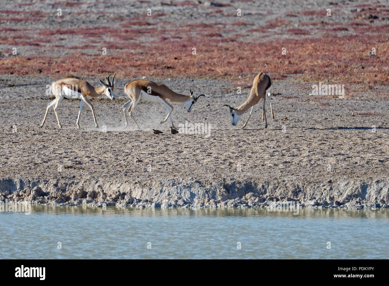 Three springbok by a waterhole, two in battle with heads down,  one stamping its feet in Etosha National park, Namibia, Africa. Stock Photo