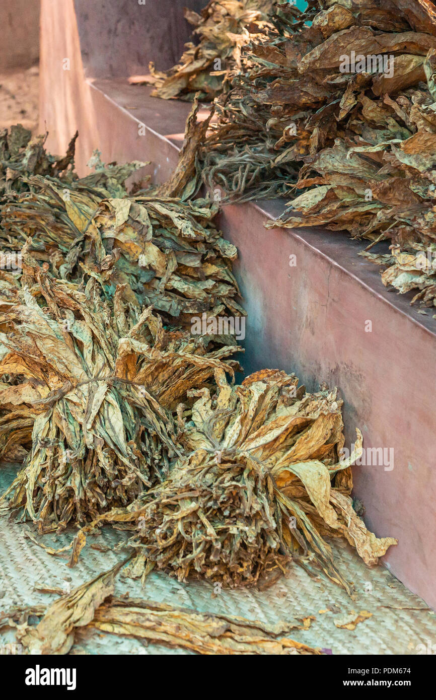 Bundles of tobacco leaves hi-res stock photography and images