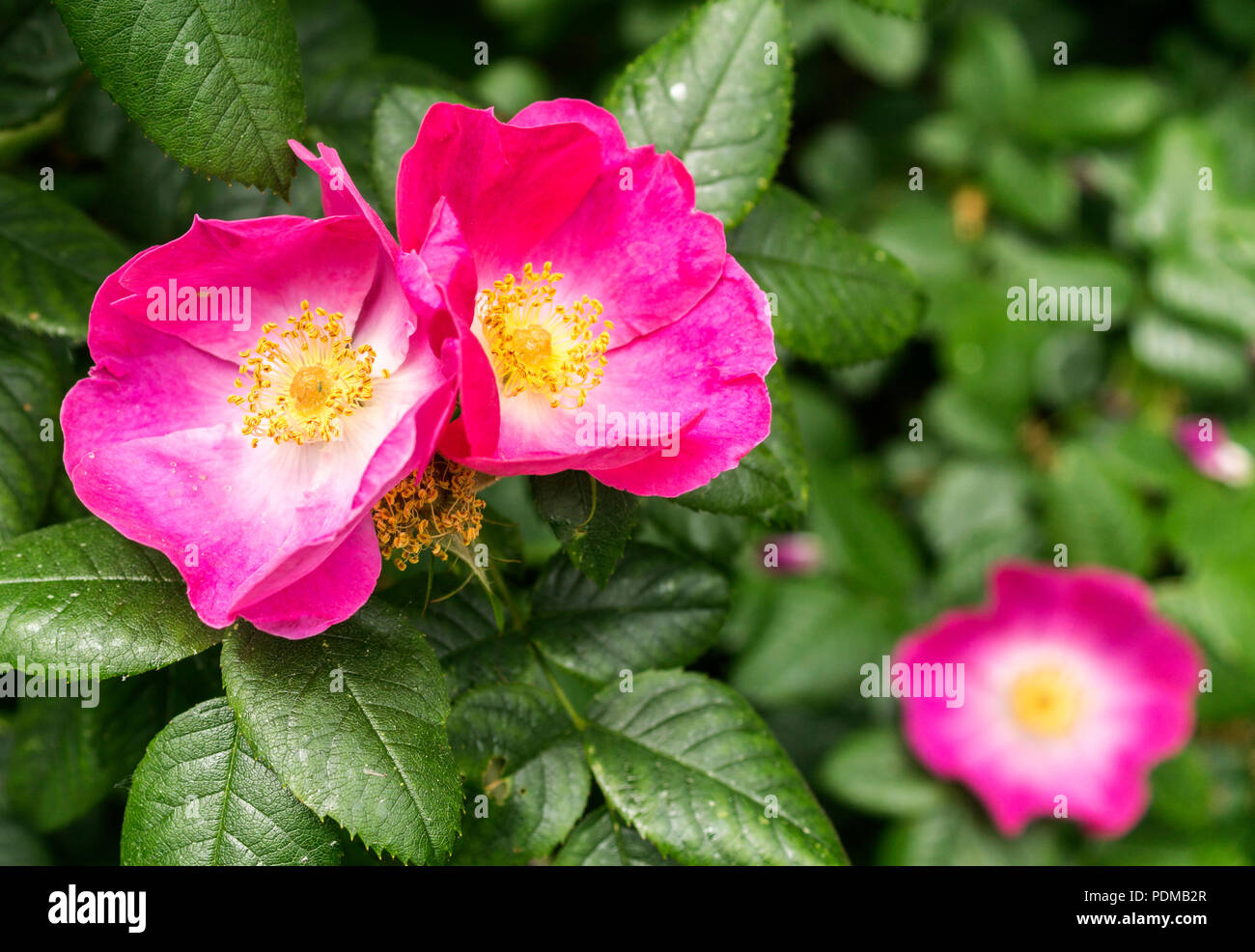 Pink bluehende Hundsrose Stock Photo