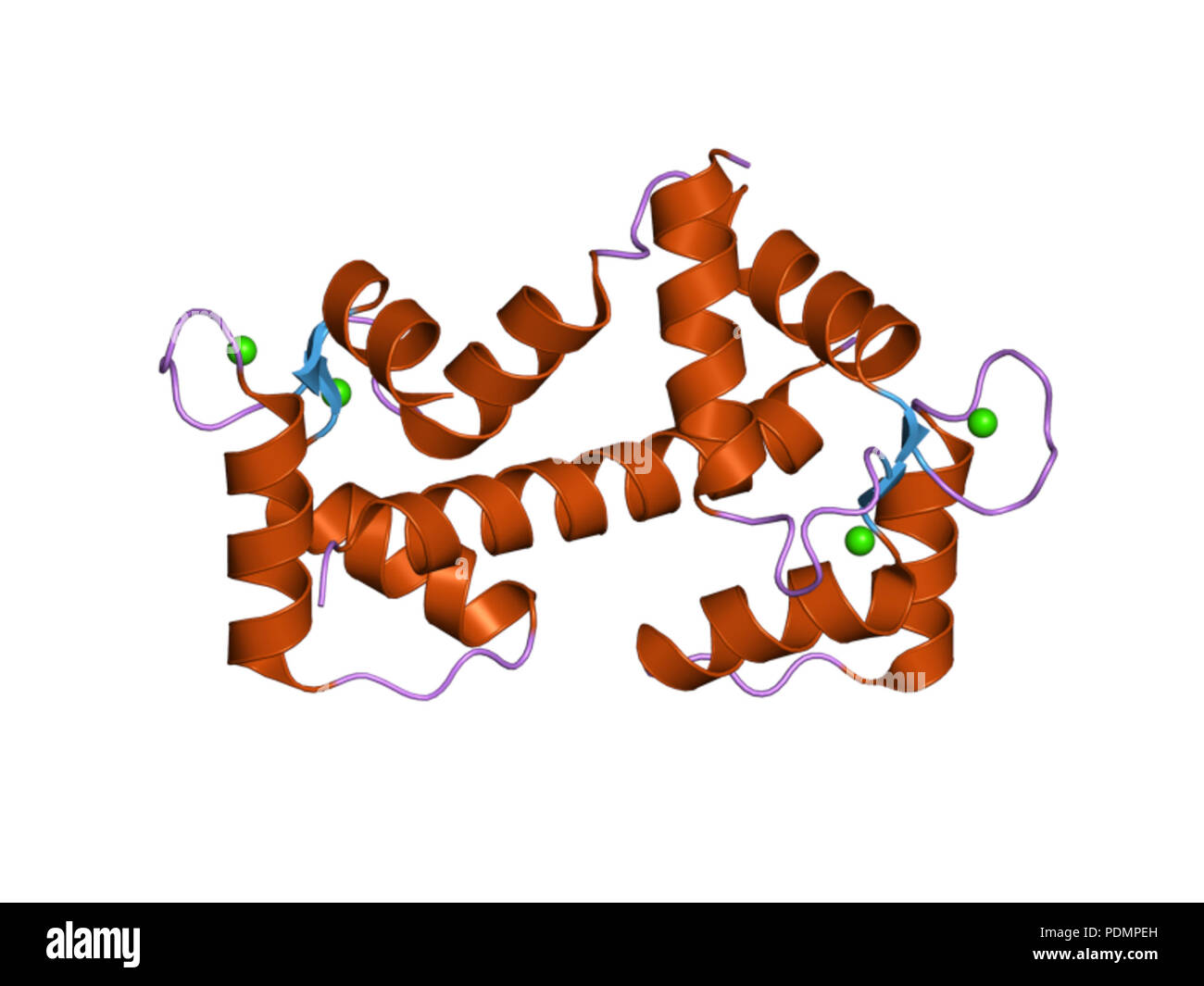 Calcium homeostasis physiology hi-res stock photography and images - Alamy