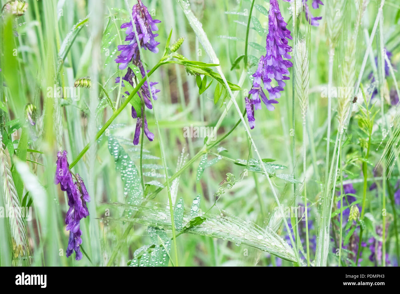 Winter rye and vetch cover crop in spring. Stock Photo