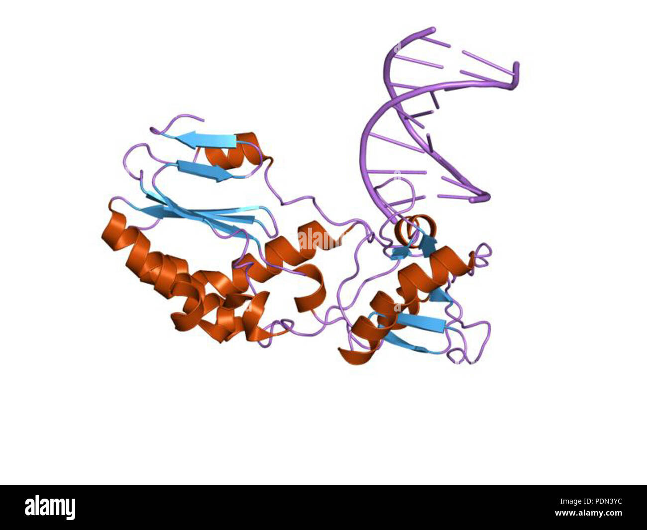 Dna double helix complex hi-res stock photography and images - Alamy