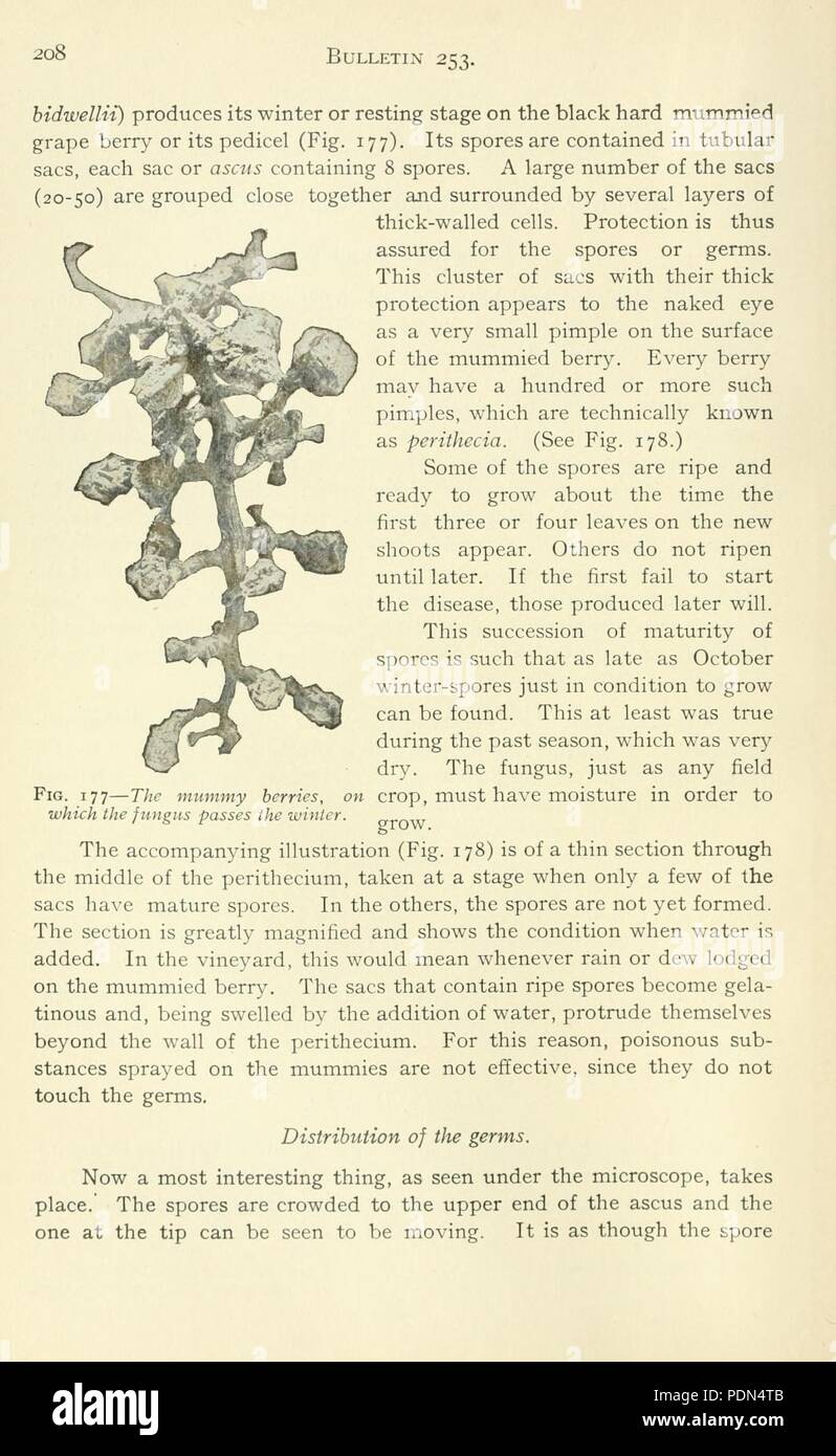 Annual report of the Cornell University Agricultural Experiment Station, Ithaca, N.Y (Page 208) Stock Photo