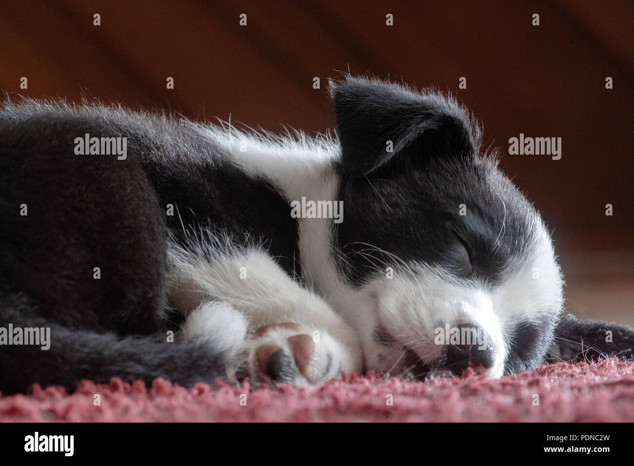 PUPPY SLEPING ON RUG Stock Photo Alamy