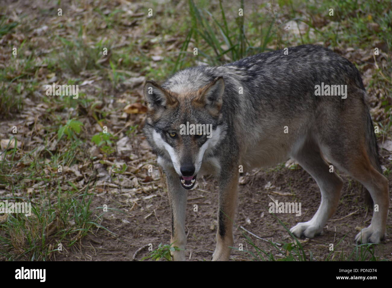 Mexican Wolf starring at the camera Stock Photo
