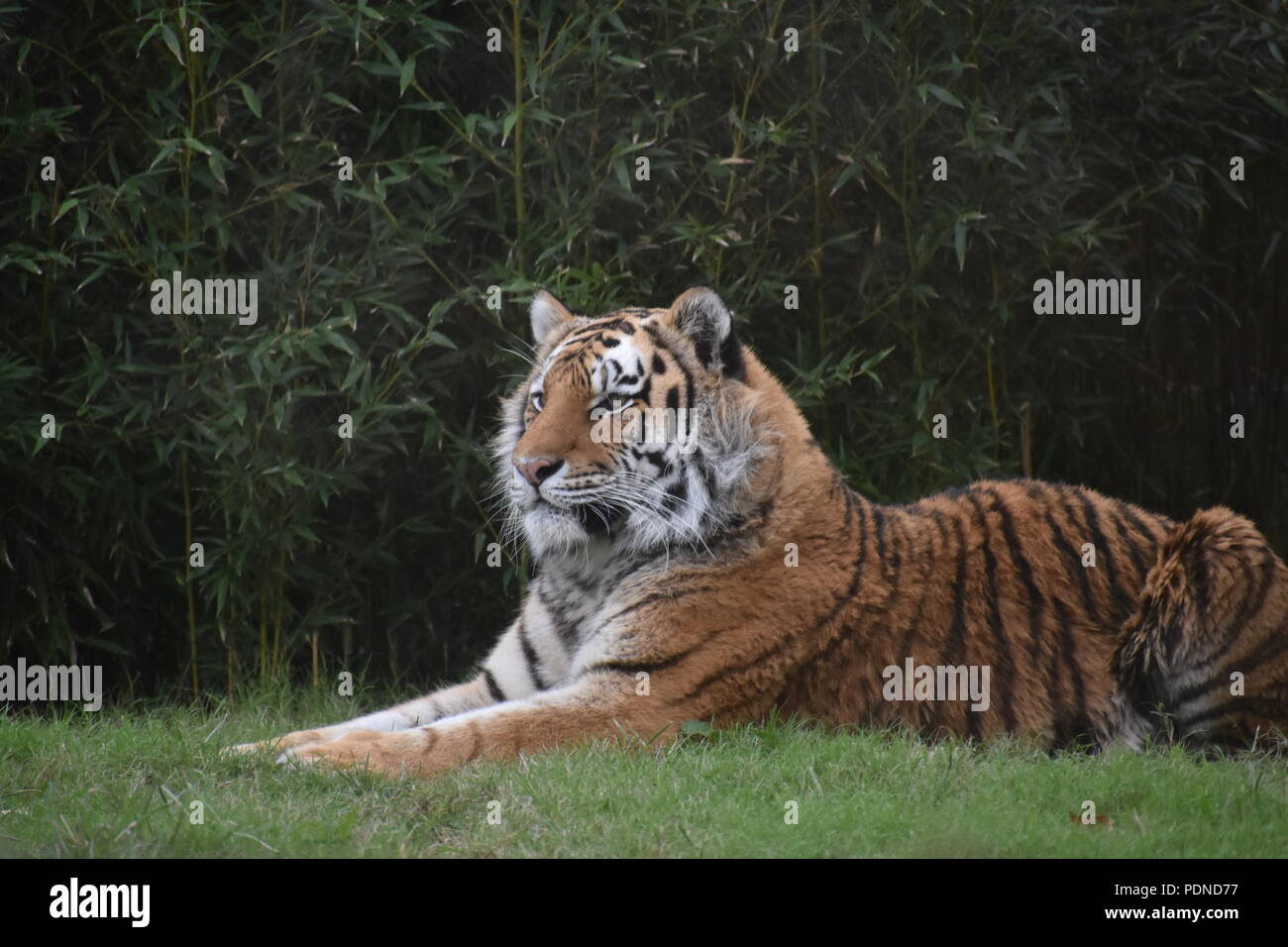 Fluffy male tiger at the zoo Stock Photo