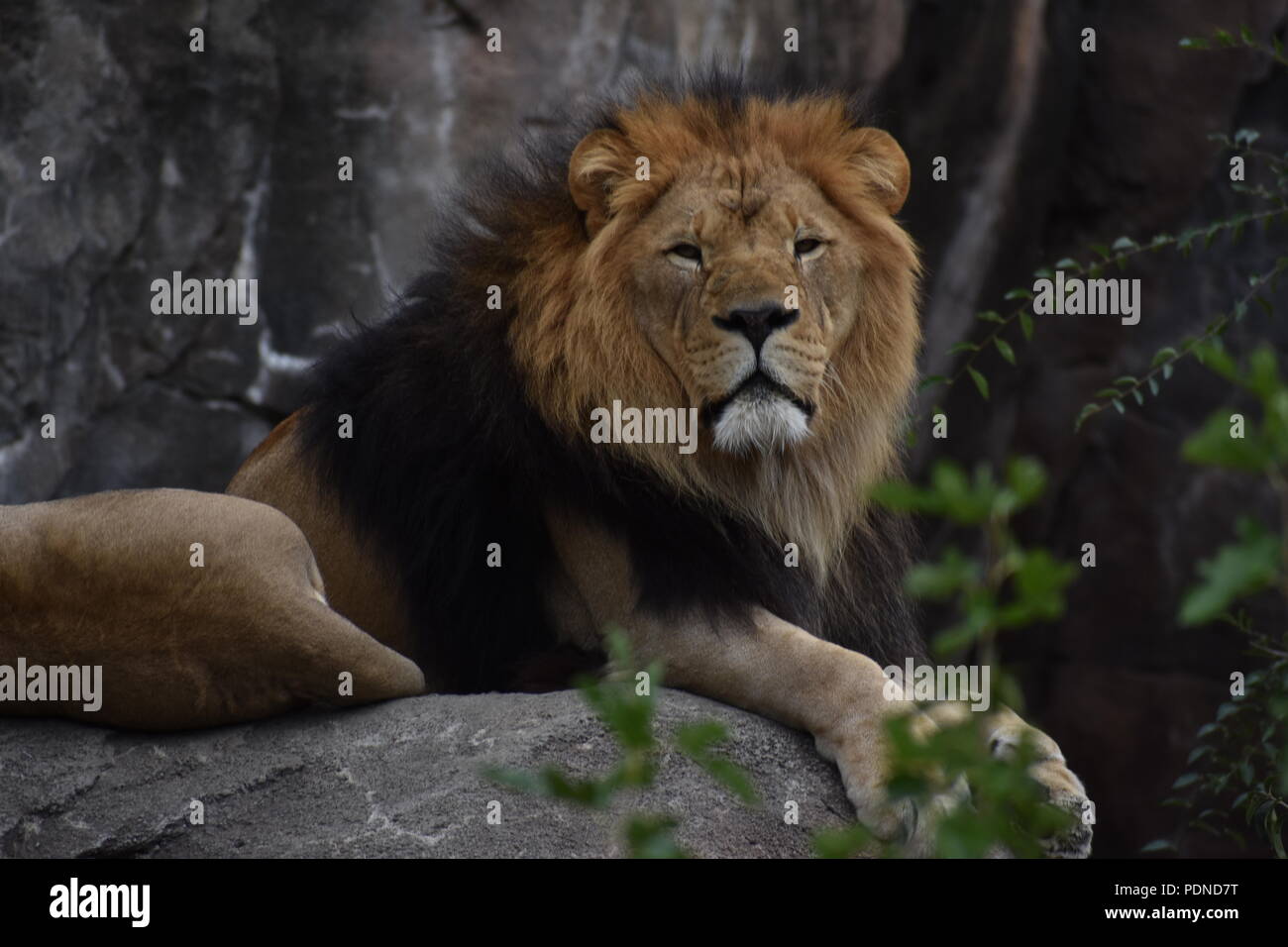 Lion in zoo hi-res stock photography and images - Alamy