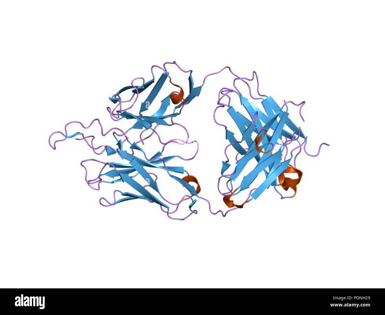 Monoclonal antibody production hi-res stock photography and images - Alamy