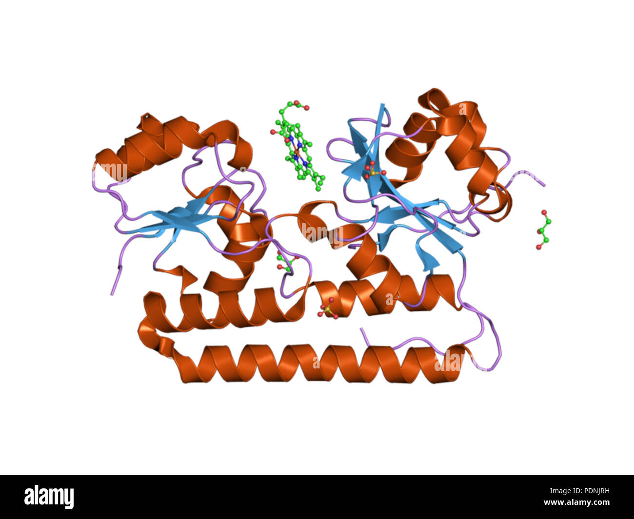 Gram negative membrane hi-res stock photography and images - Alamy