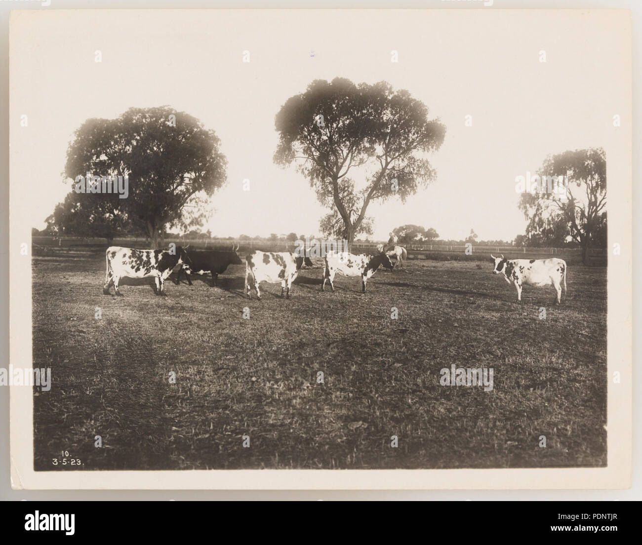 1920s cattle industry hi-res stock photography and images - Alamy
