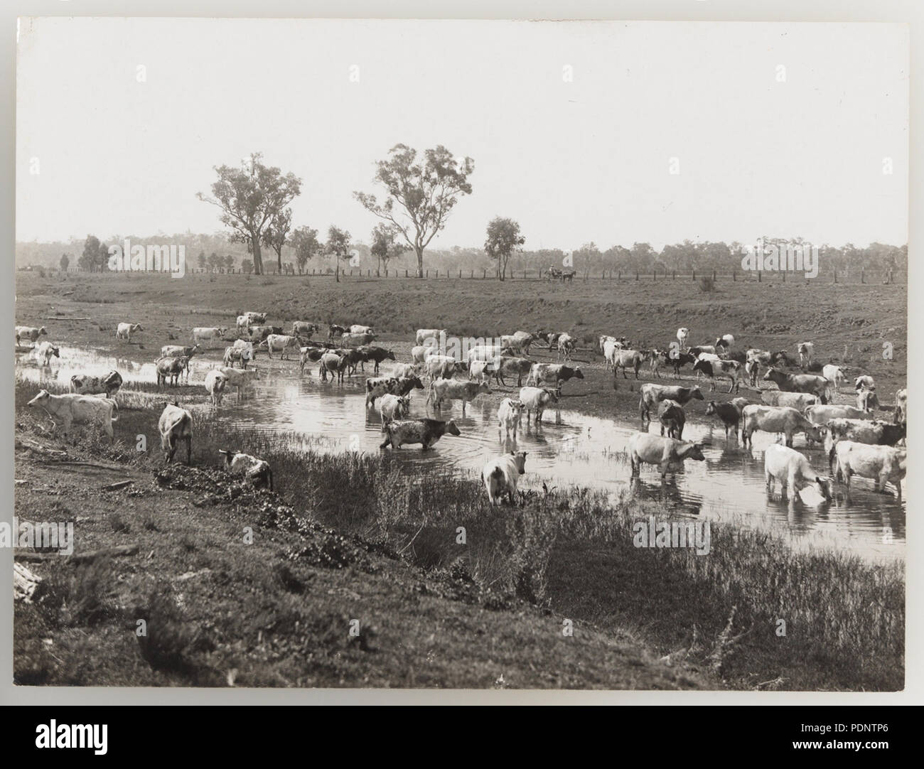 1920s australia cattle grazing hi-res stock photography and images - Alamy