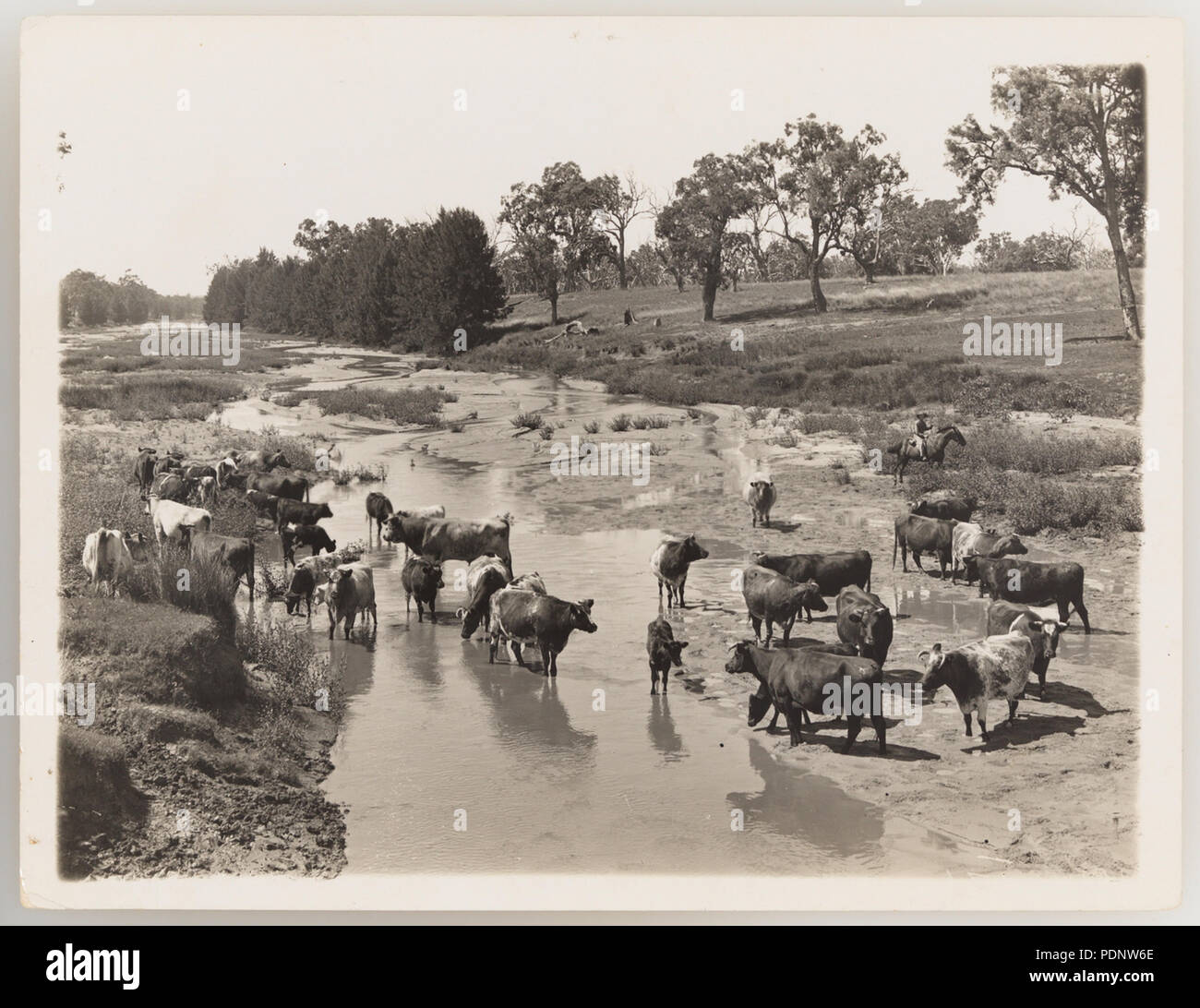1920s cattle industry hi-res stock photography and images - Alamy
