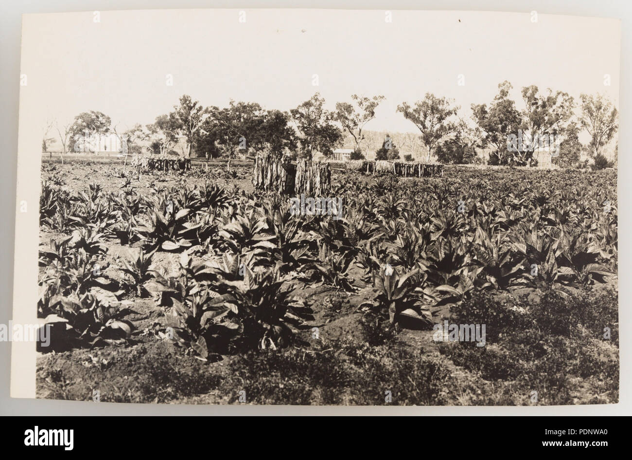 Tobacco growing history hi-res stock photography and images
