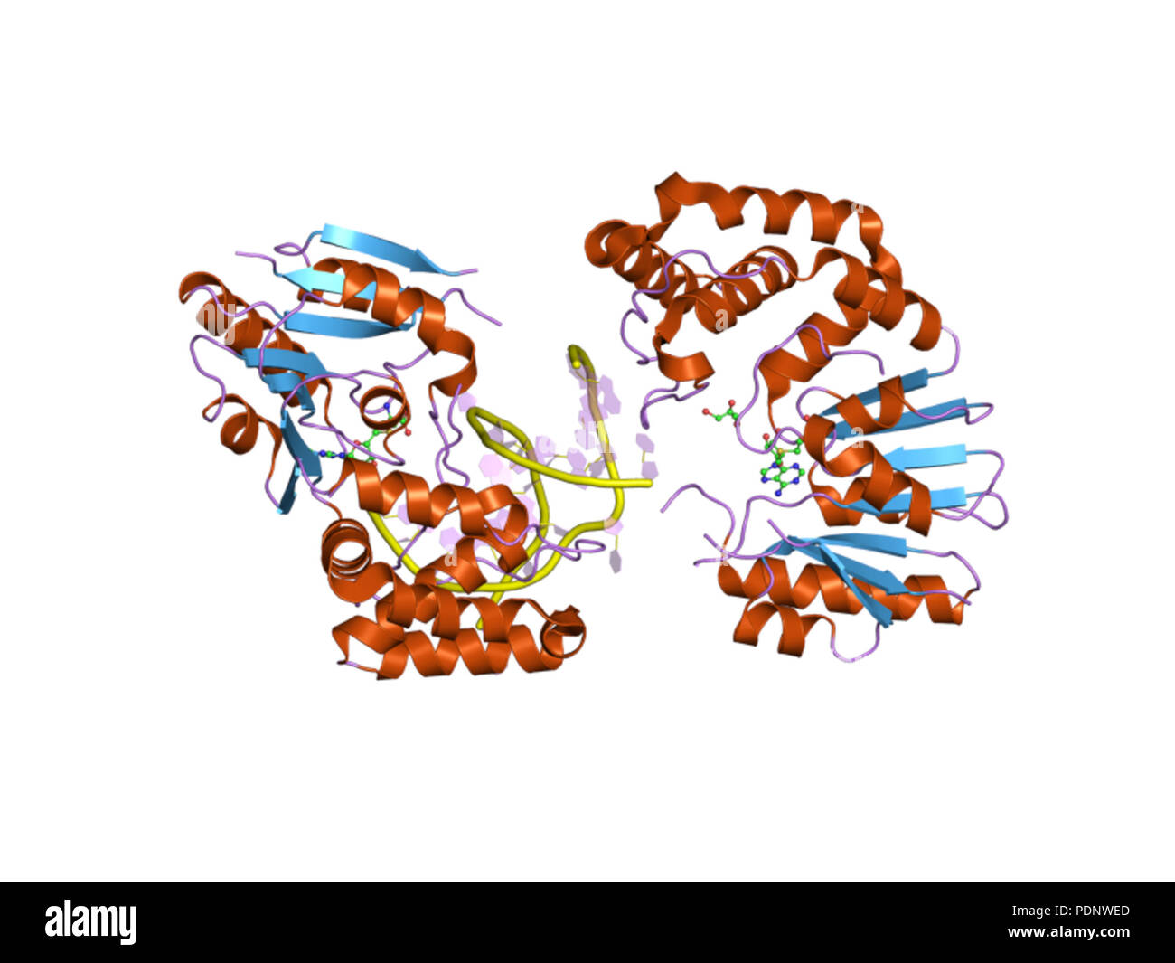 191 PDB 2g1p EBI Stock Photo - Alamy
