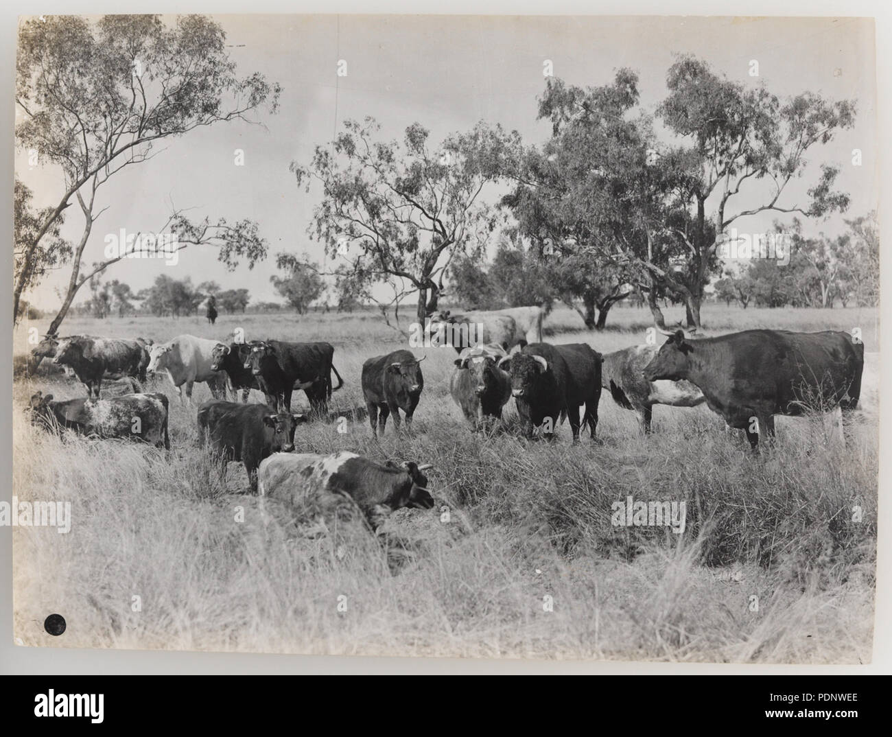 1920s cattle industry hi-res stock photography and images - Alamy