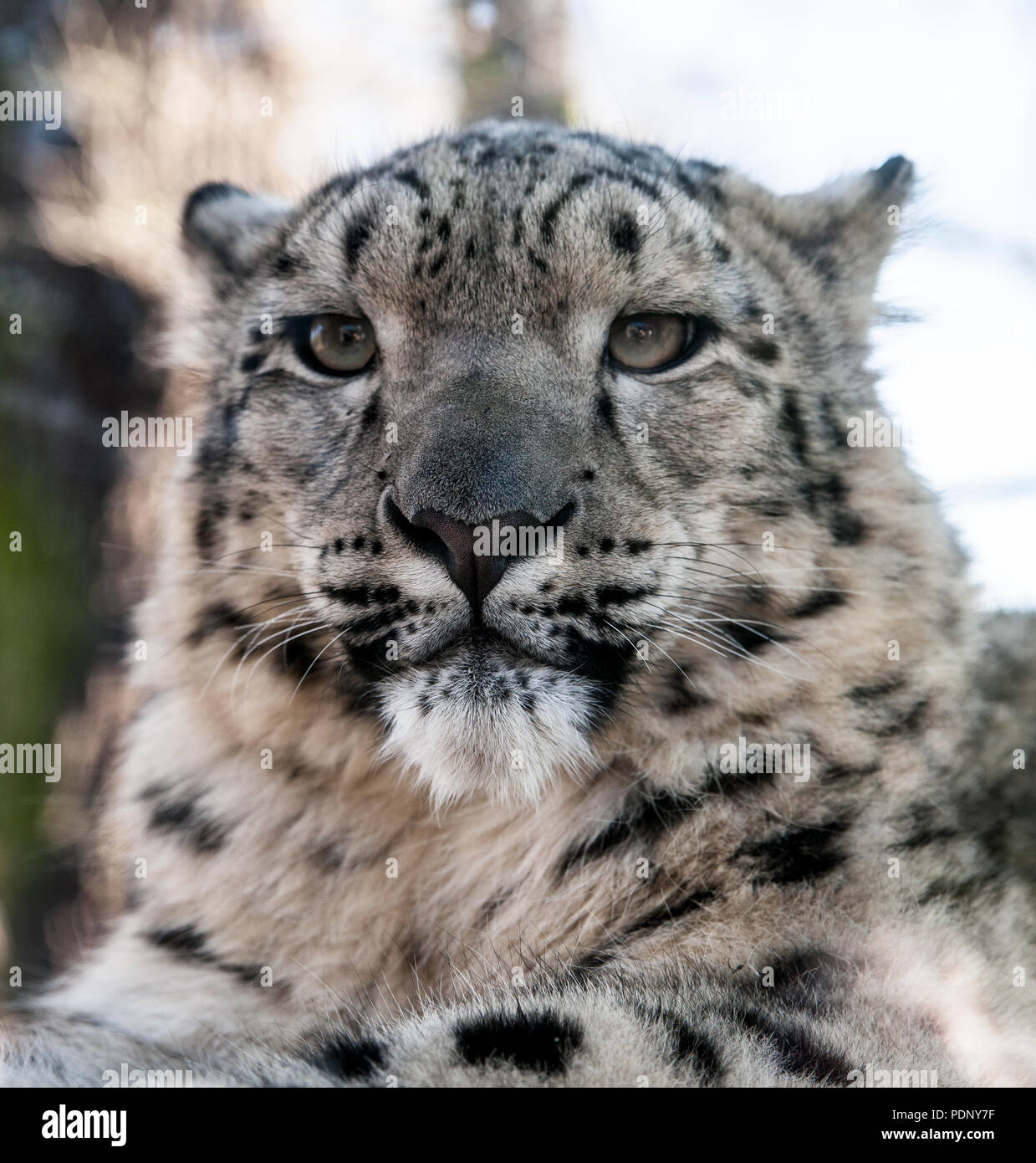 Großkatze hi-res stock photography and images - Alamy