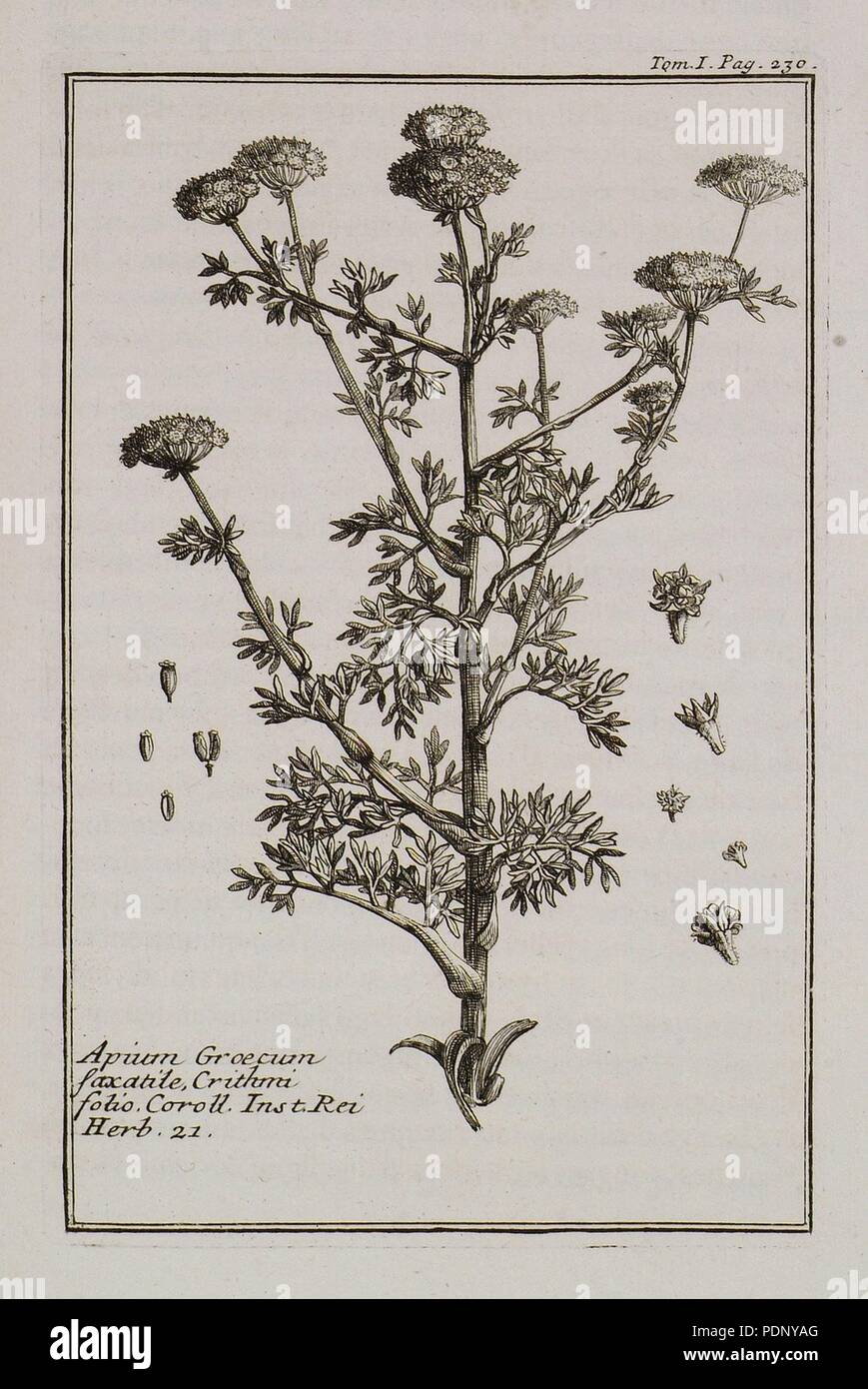 Apium Graecum saxatile, Crithmi folio Coroll Inst Rei herb 21 - Tournefort Joseph Pitton De - 1717. Stock Photo