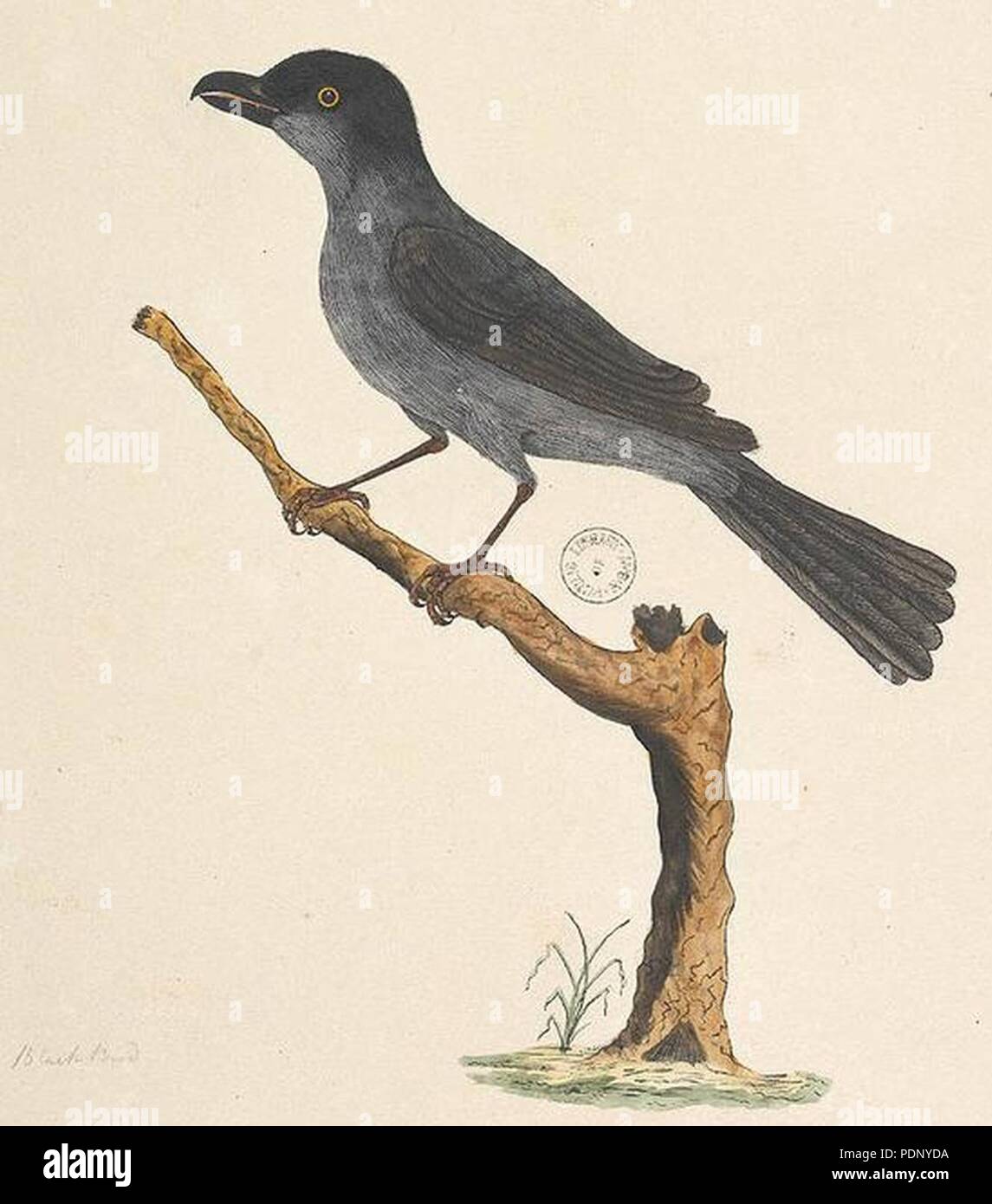 Aplonis fusca fusca Stock Photo Alamy