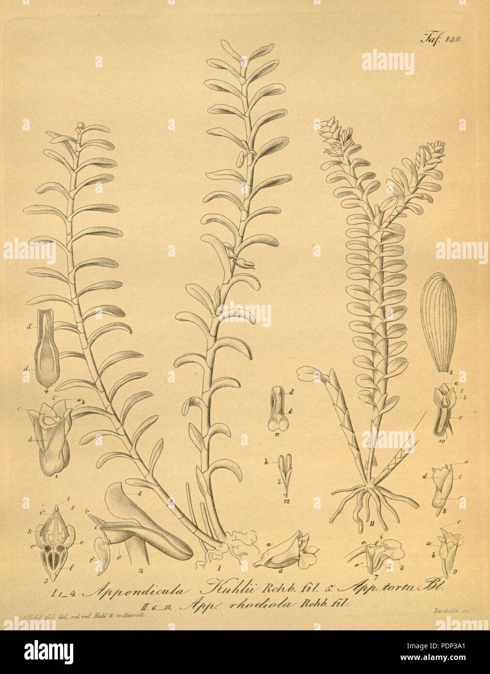 Appendicula carnosa (as Appendicula kuhlii) - Appendicula torta (as Appendicula rhodiola) - Appendicula torta - Xenia 2-138 (1874). Stock Photo