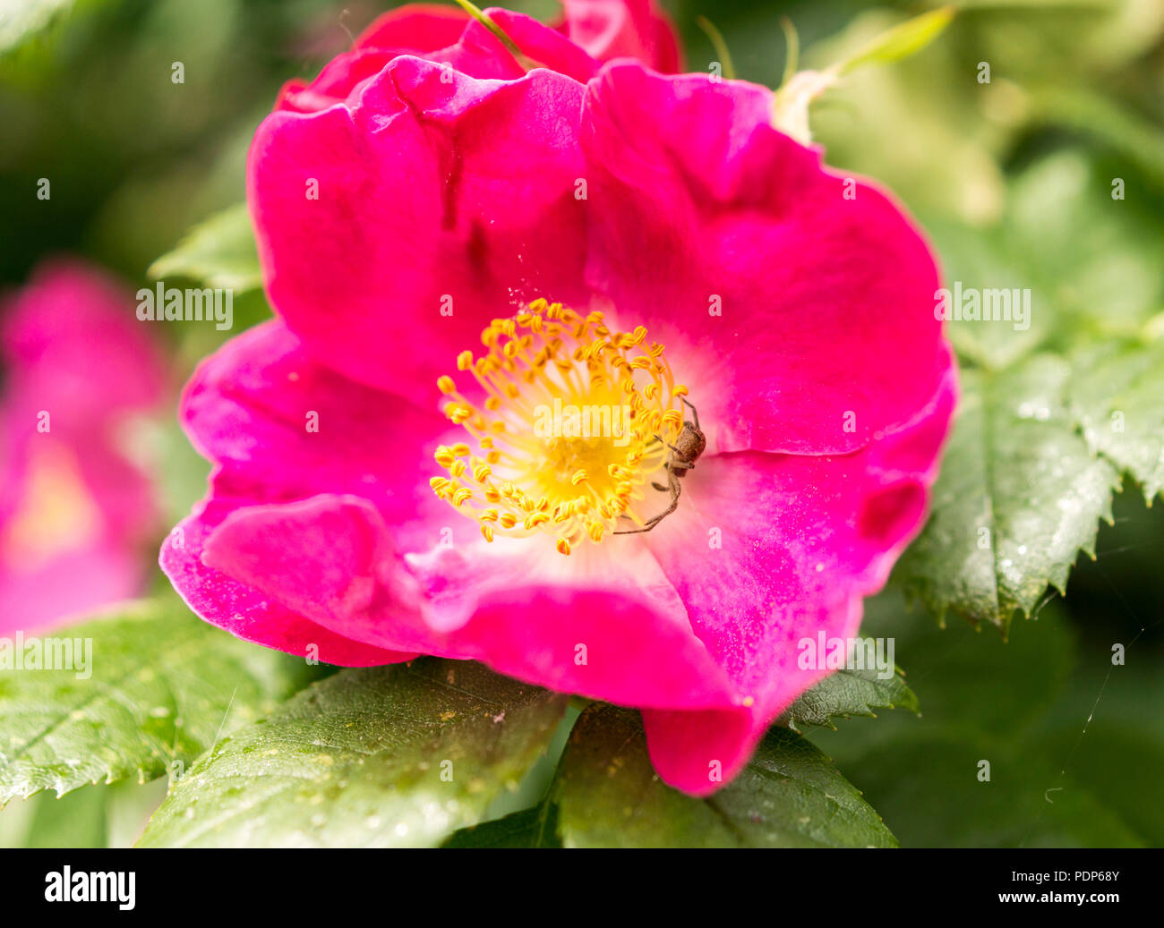 Pink bluehende Hundsrose Stock Photo