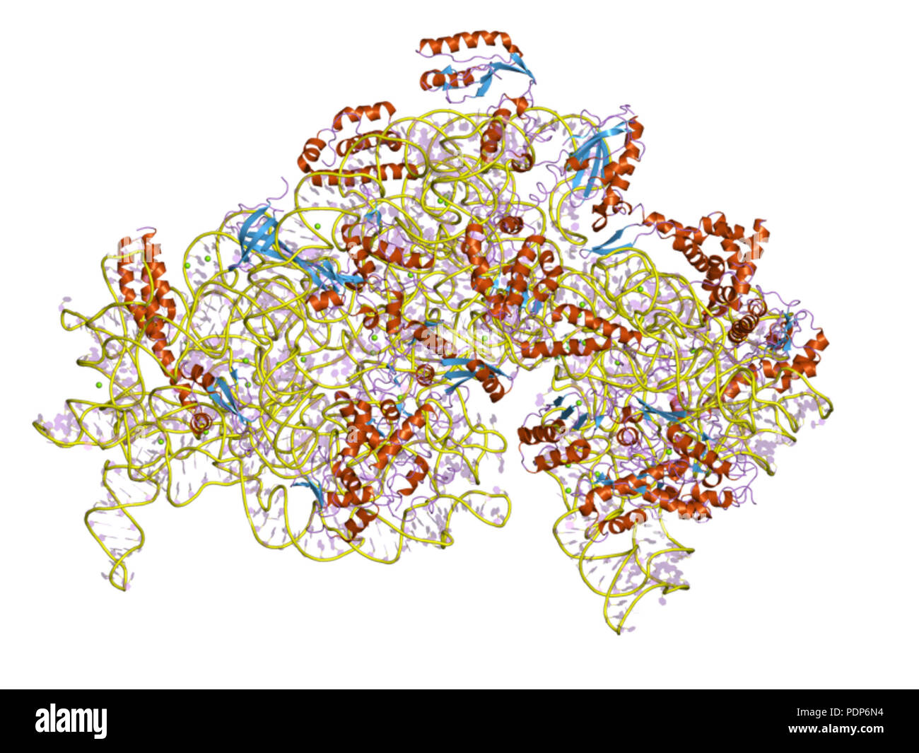 Subunit structure ribosome hi-res stock photography and images - Alamy