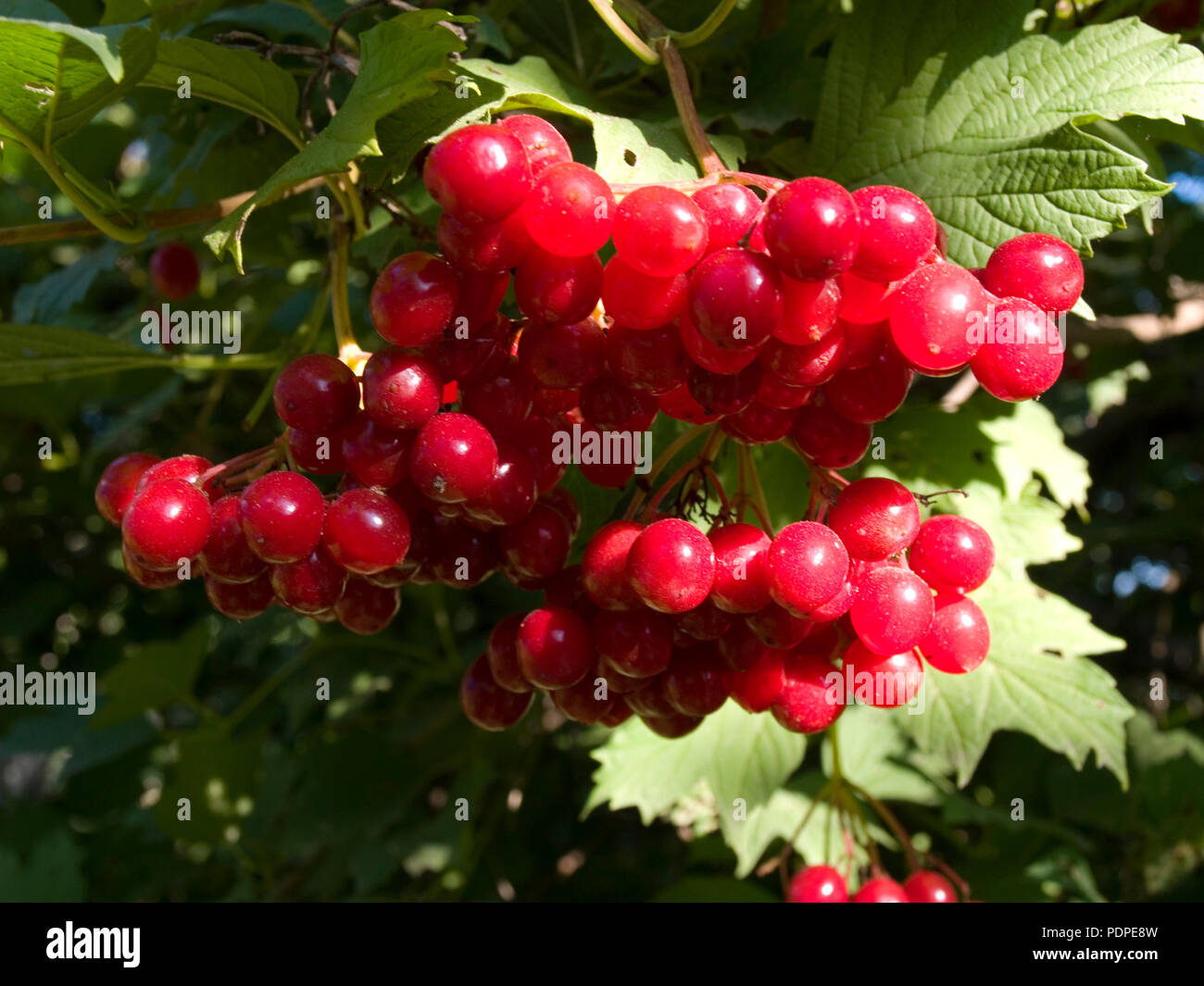 Bunch of viburnum berries Stock Photo - Alamy
