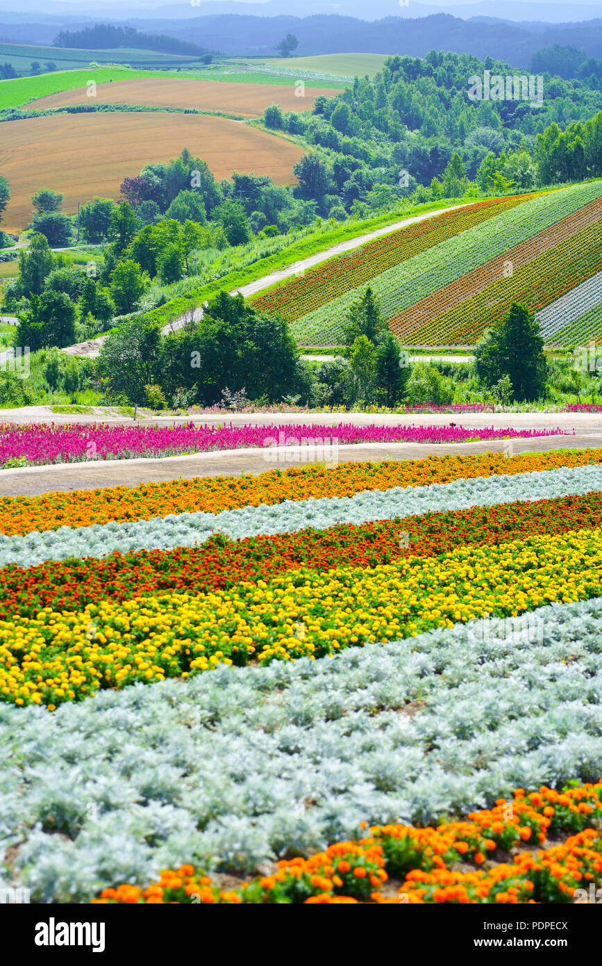 Flower Field, Hokkaido, Japan Stock Photo Alamy