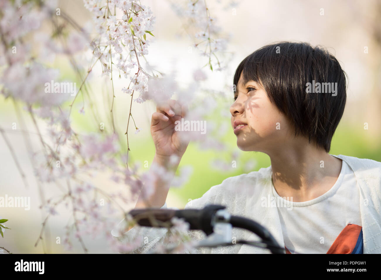 Girl with Cherry blossom Stock Photo - Alamy