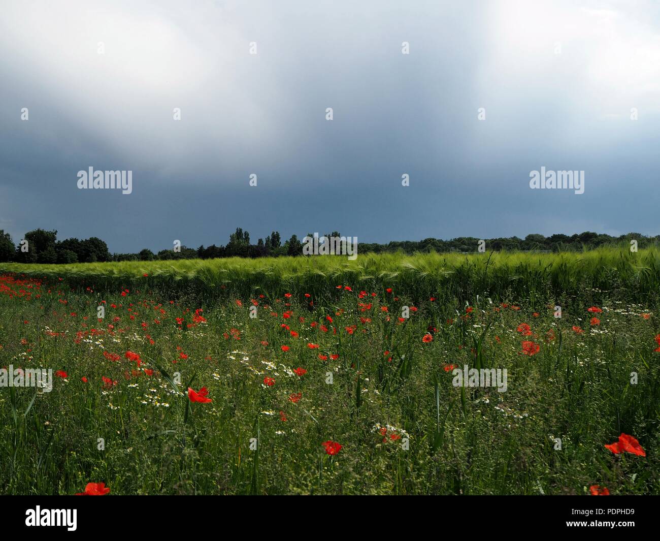 Poppy flower field Stock Photo - Alamy