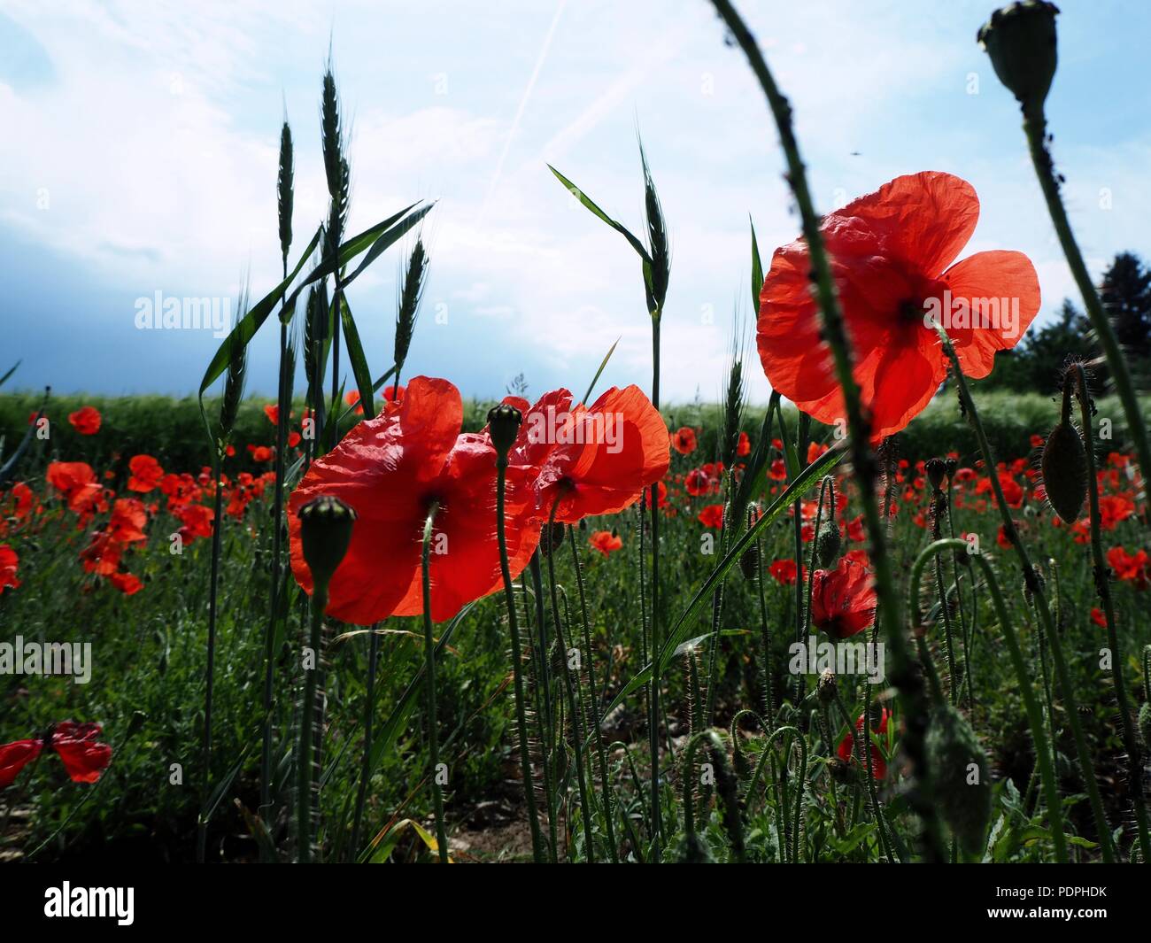 Poppy flower field Stock Photo - Alamy