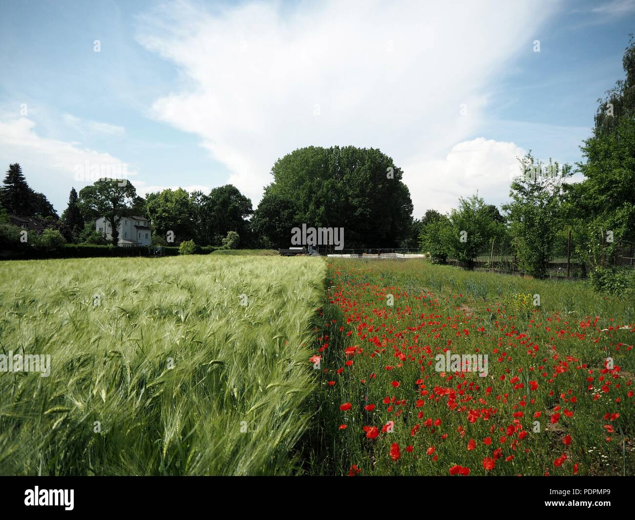 Poppy flower field Stock Photo