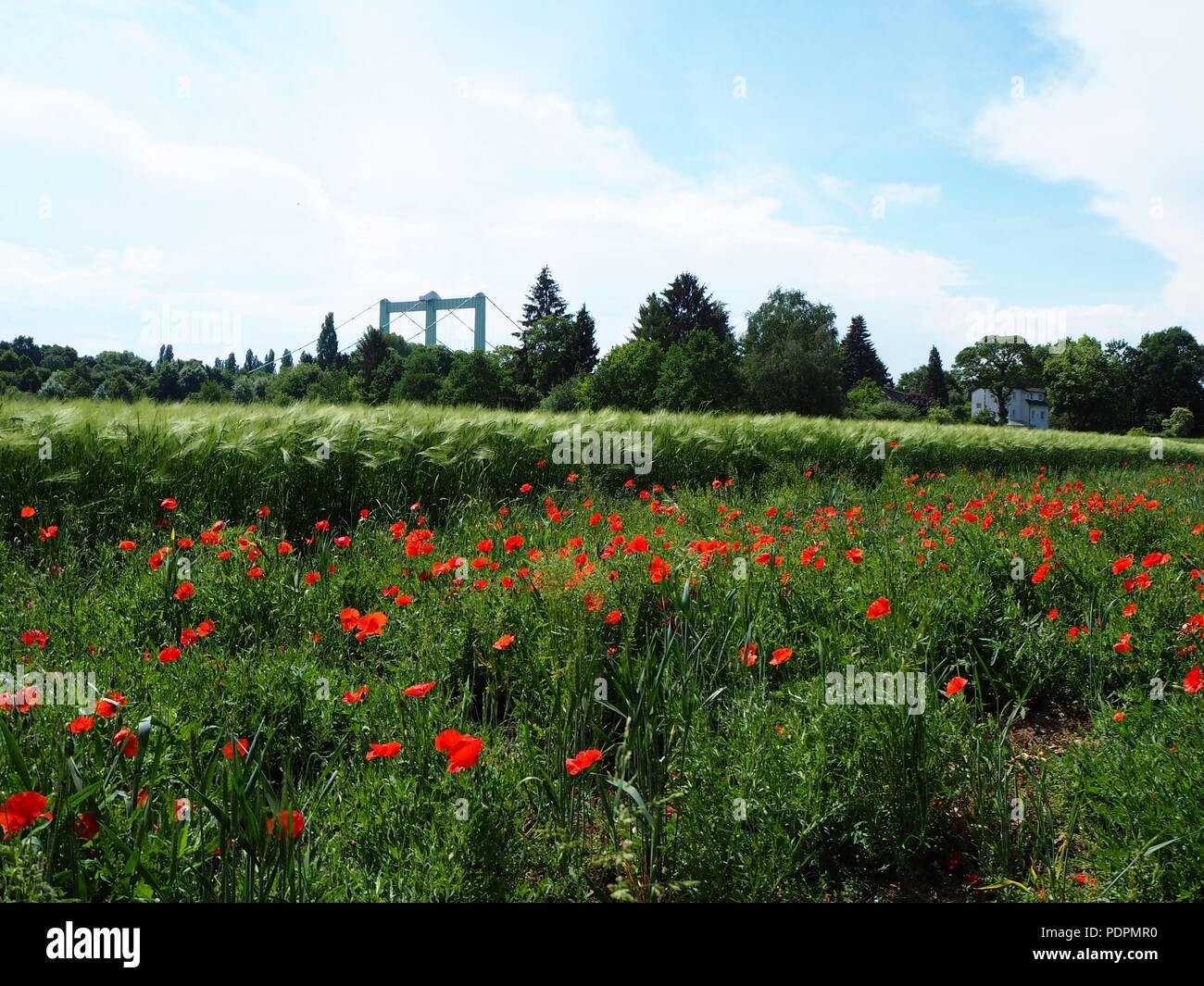 Poppy flower field Stock Photo - Alamy
