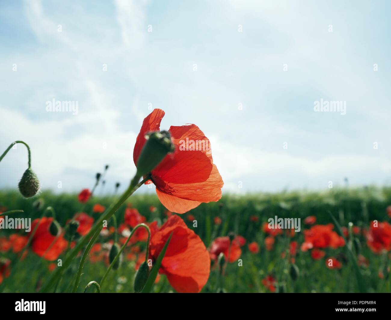 Poppy flower field Stock Photo - Alamy