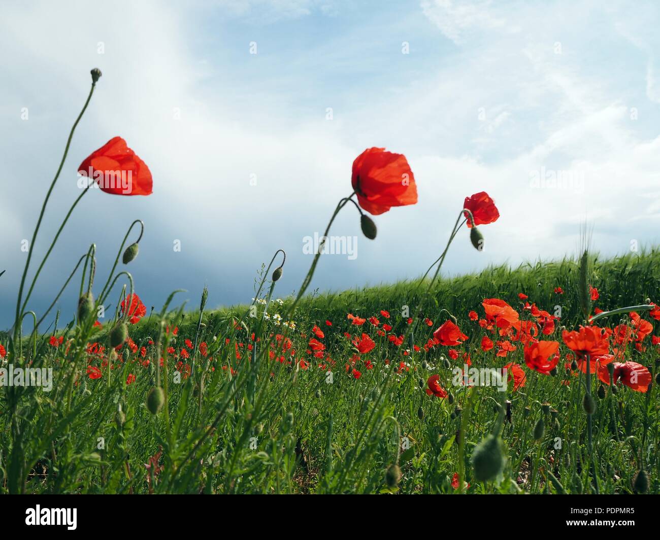 Poppy flower field Stock Photo - Alamy