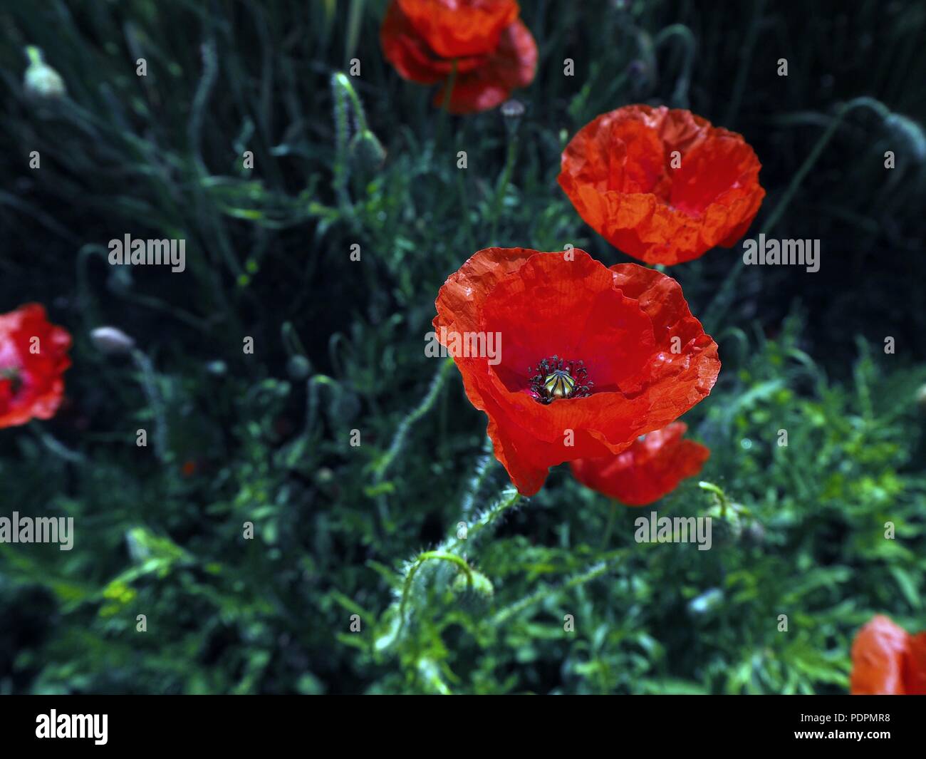 Poppy flower field Stock Photo - Alamy