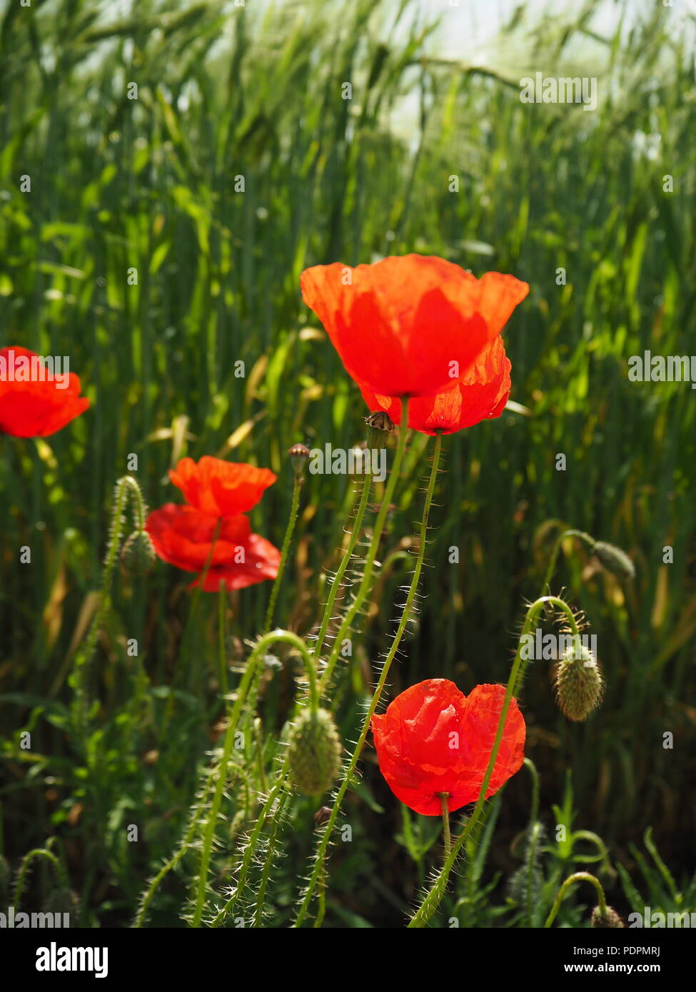 Poppy flower field Stock Photo - Alamy
