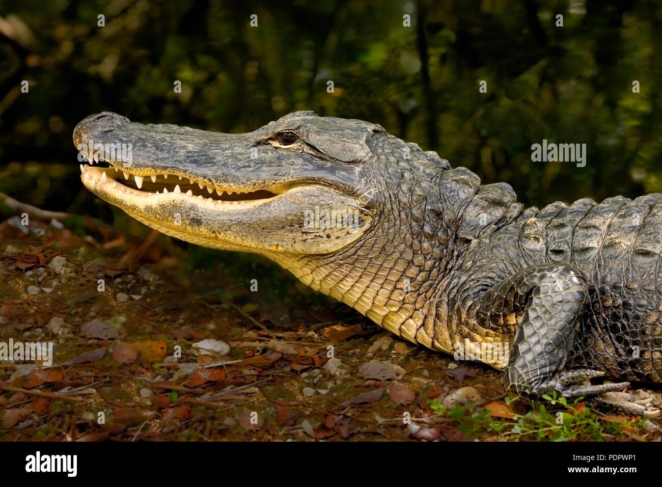 american alligator shoes