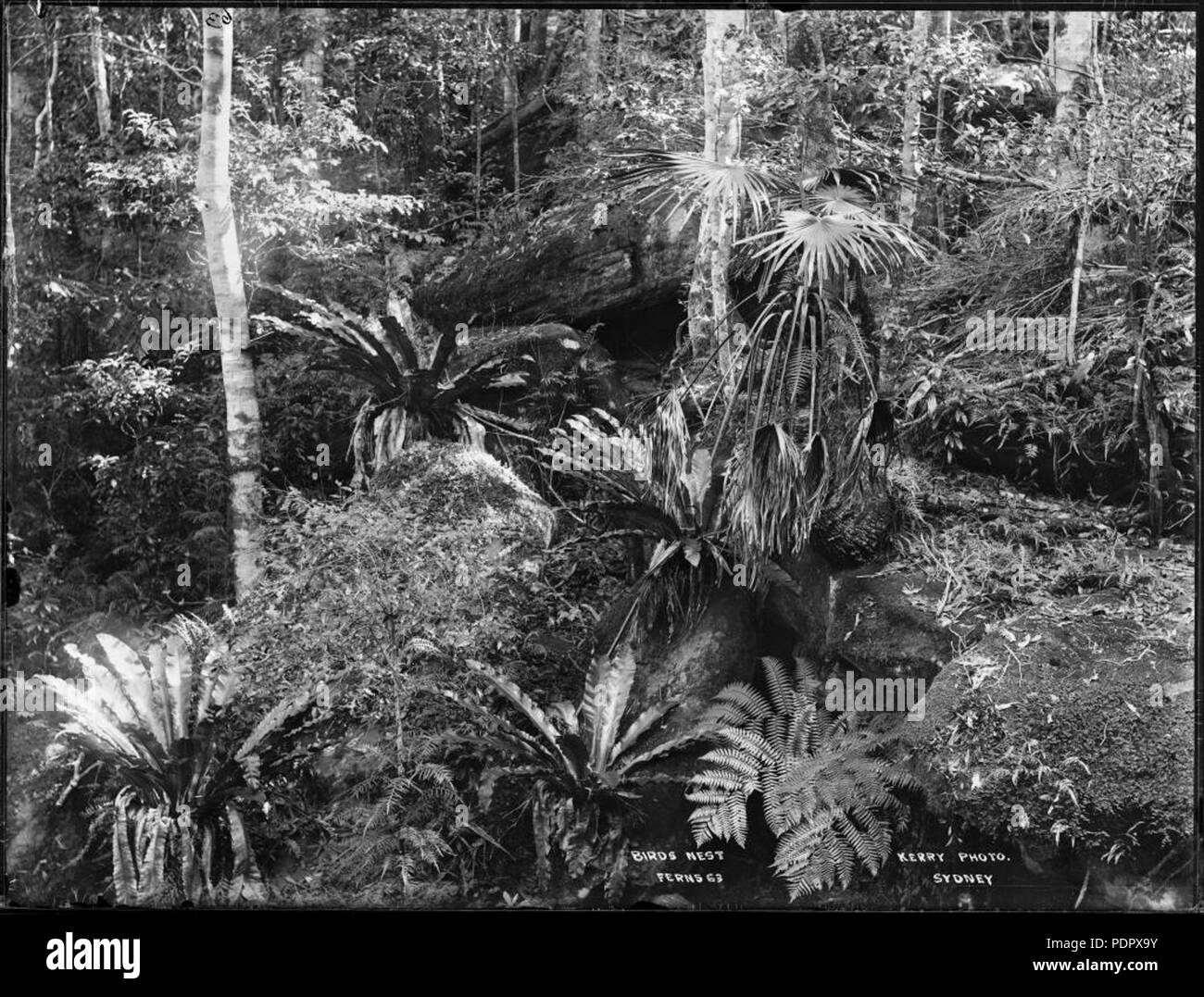 Life cycle of ferns hi-res stock photography and images - Alamy