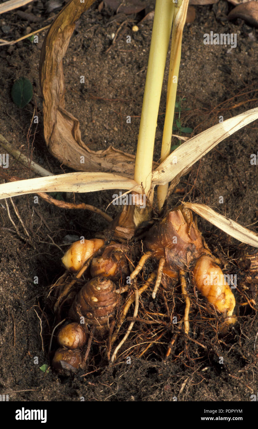 EXPOSED DEVELOPING TUMERIC RHIZOMES (CUCUMA LONGA) IN GARDEN SOIL. Stock Photo