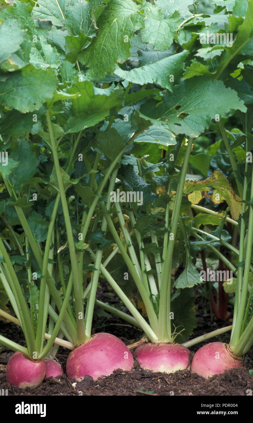 TURNIPS 'PURPLE TOP WHITE GLOBE' (BRASSICA RAPA. RAPIFERA GROUP) BRASSICACEAE Stock Photo