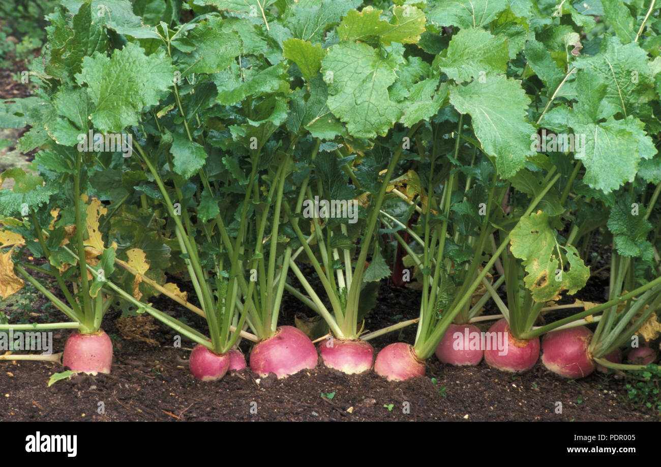 TURNIPS 'PURPLE TOP WHITE GLOBE' (BRASSICA RAPA. RAPIFERA GROUP) BRASSICACEAE Stock Photo