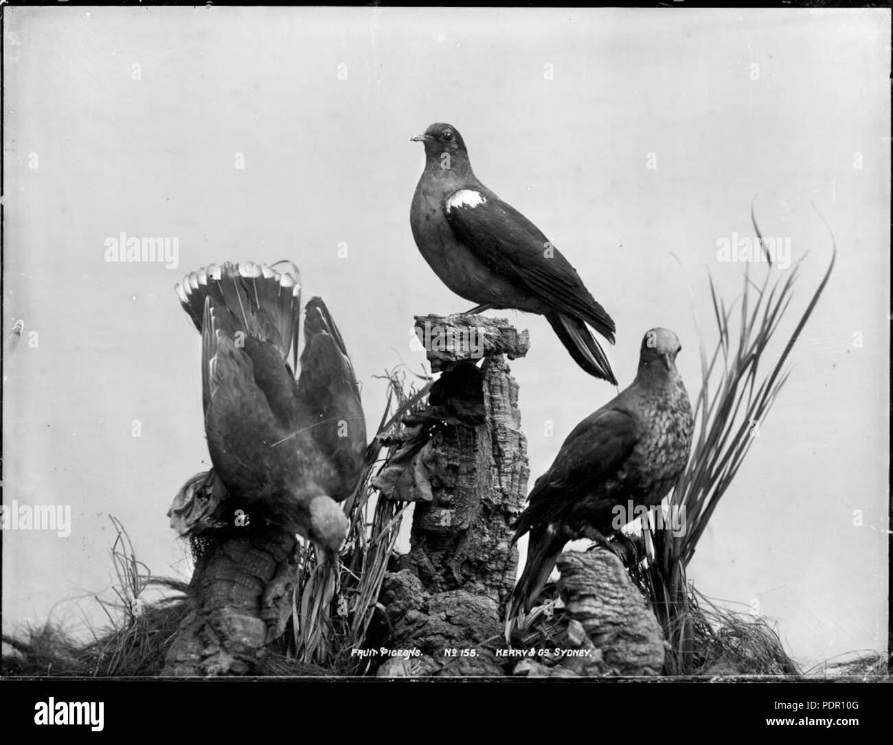 Fruit pigeons Black and White Stock Photos & Images Alamy