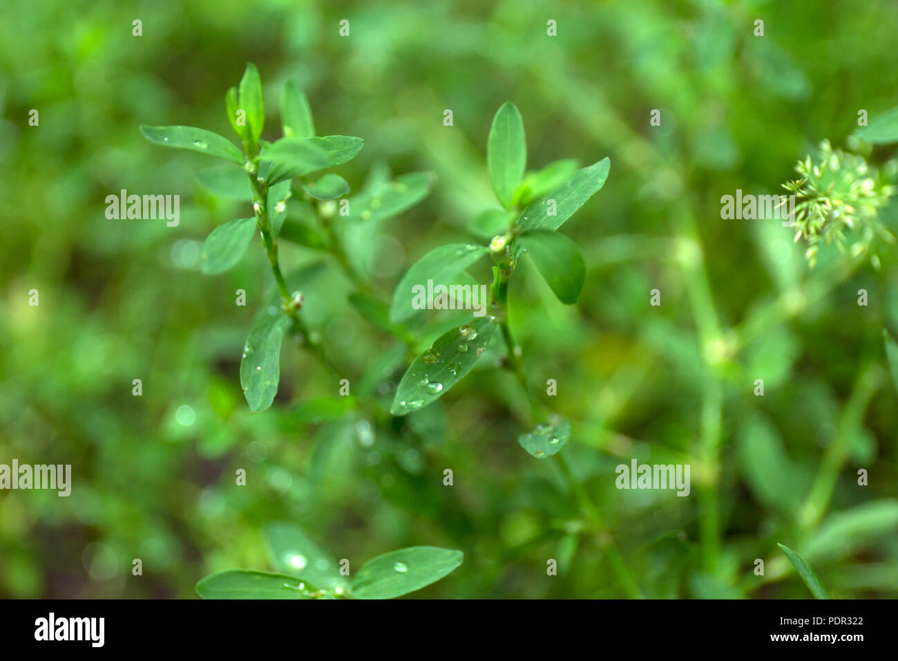 Grass macro hi-res stock photography and images - Alamy