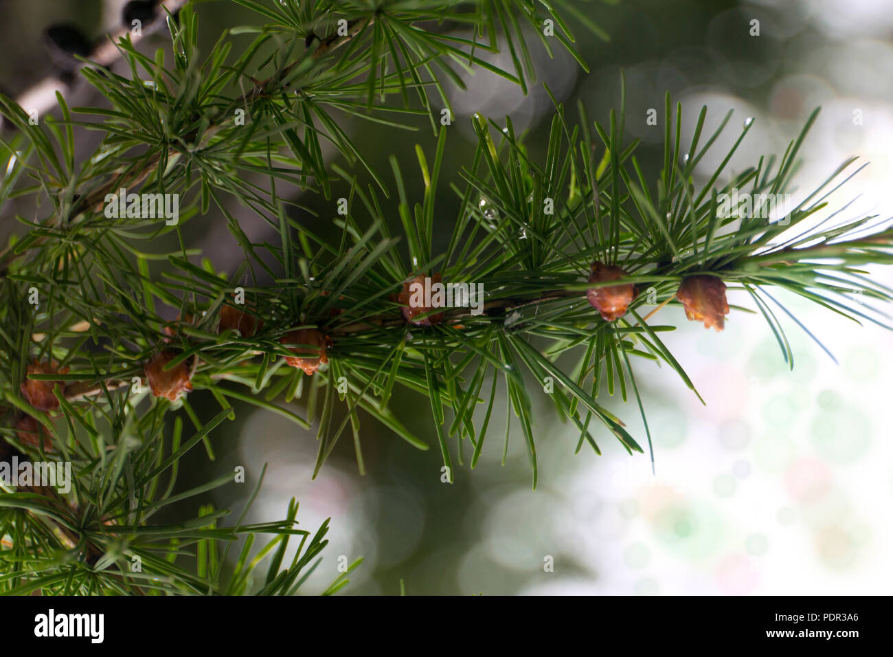 Green branches of larch with small cones. Macro larch needles with fresh dew drops. Stock Photo